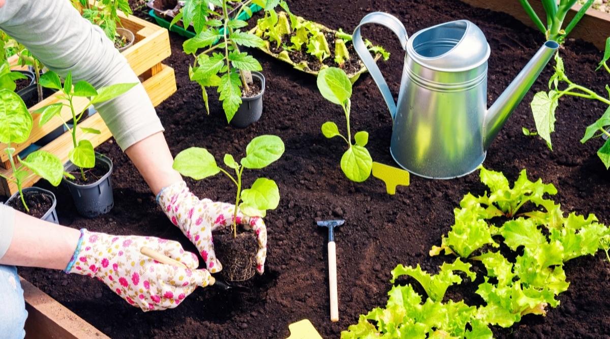 jardinero plantando plántulas de hortalizas en un jardín doméstico
