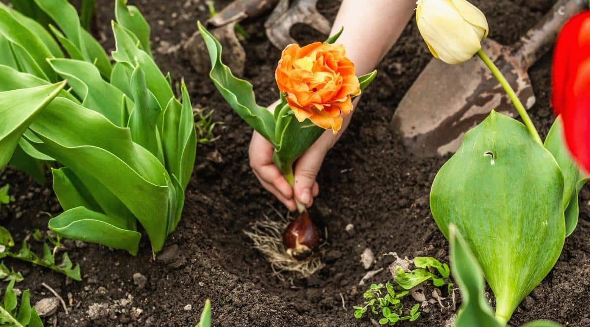 jardinero plantando flores de naranja profundamente en el suelo