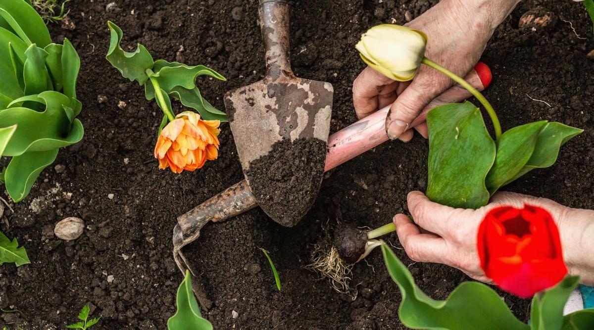 jardinero plantando flores de bulbo en el suelo