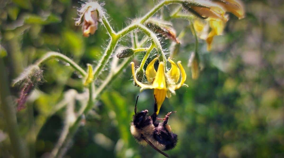 Abeja aterrizando en una flor de tomate