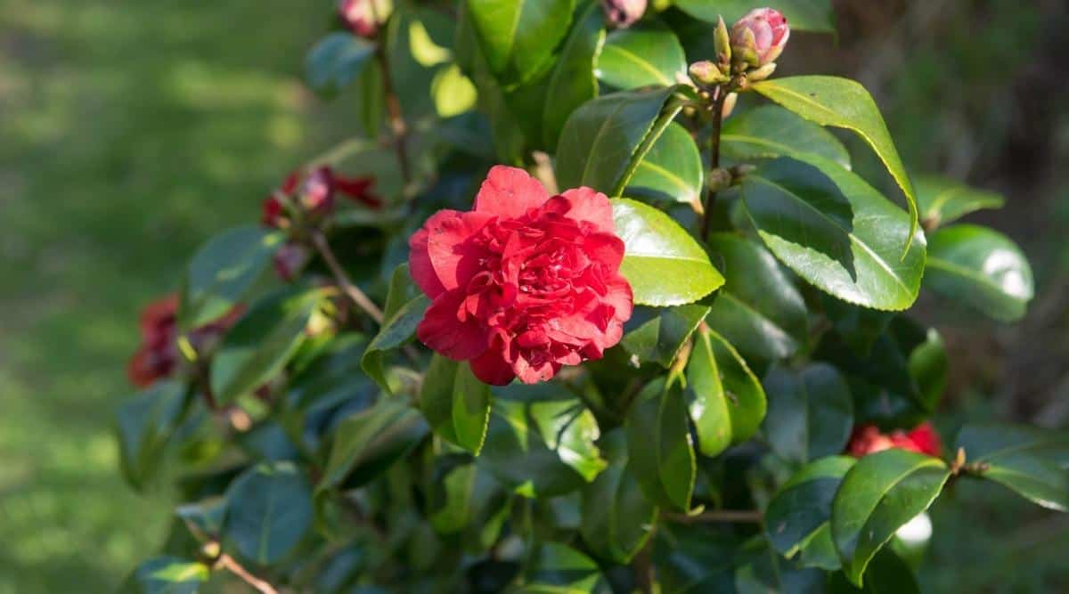 C. japonica x williamsii 'Boda de rubí'