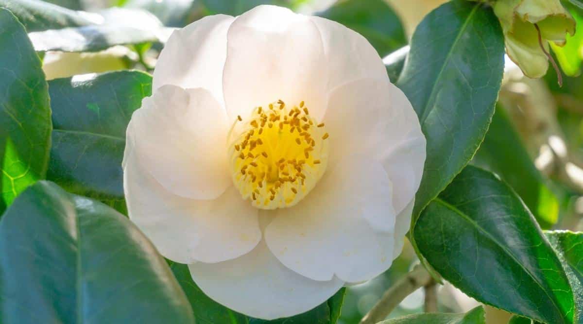 C. japonica 'April Blush'