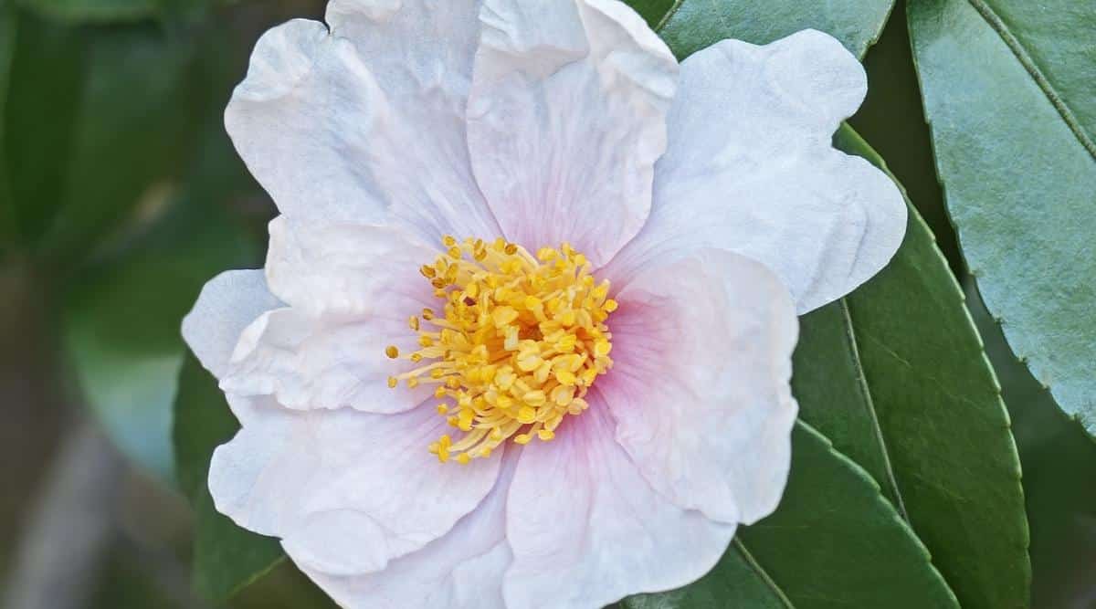 Camellia oleifera 'Estrella de invierno'