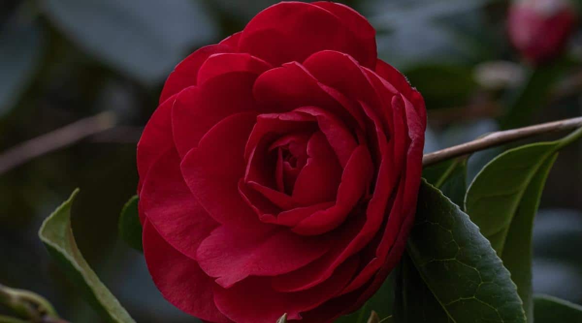 Camellia x williamsii 'Les jurado'