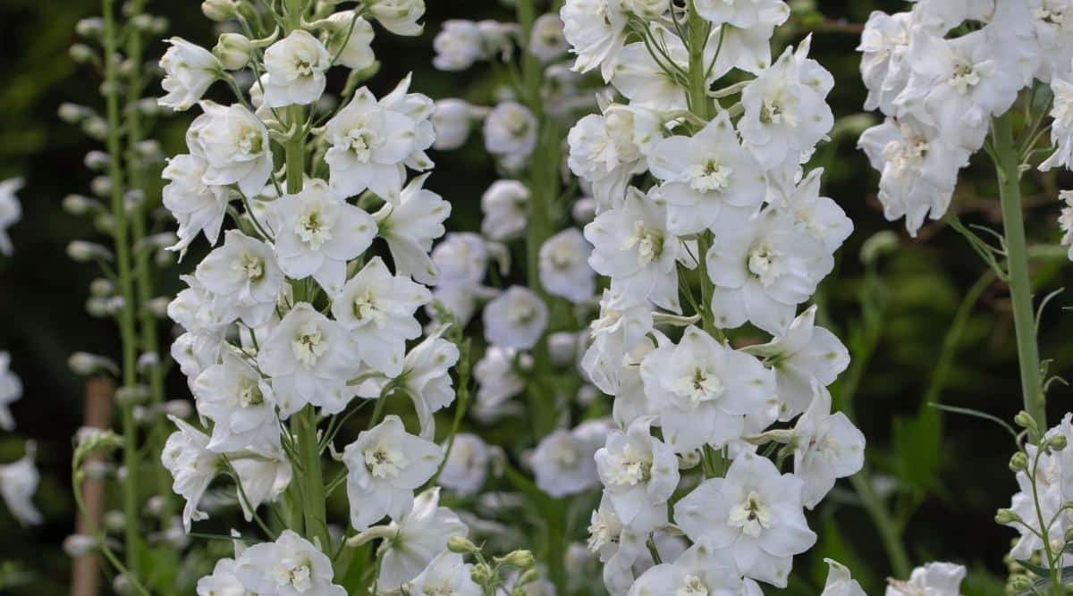 Altas agujas blancas de flores de Casablanca