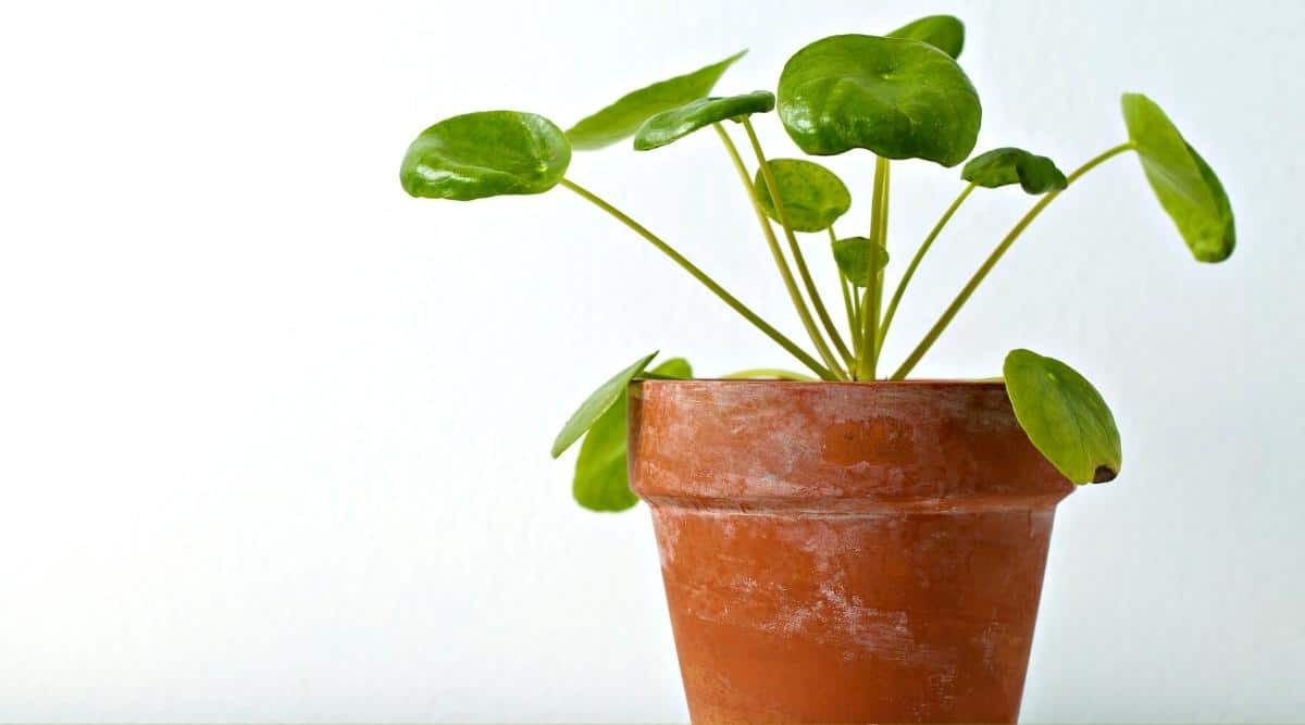 Planta de interior con hojas de plantas que se encrespan