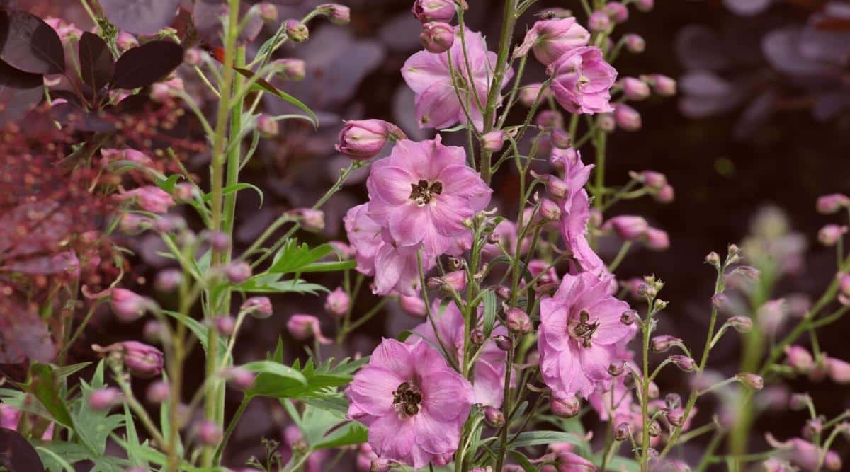 Flores de espuela de caballero rosa oscuro del ponche rosa