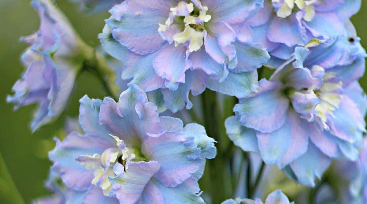 Flores de abeja blanca azul claro Delphina de cerca