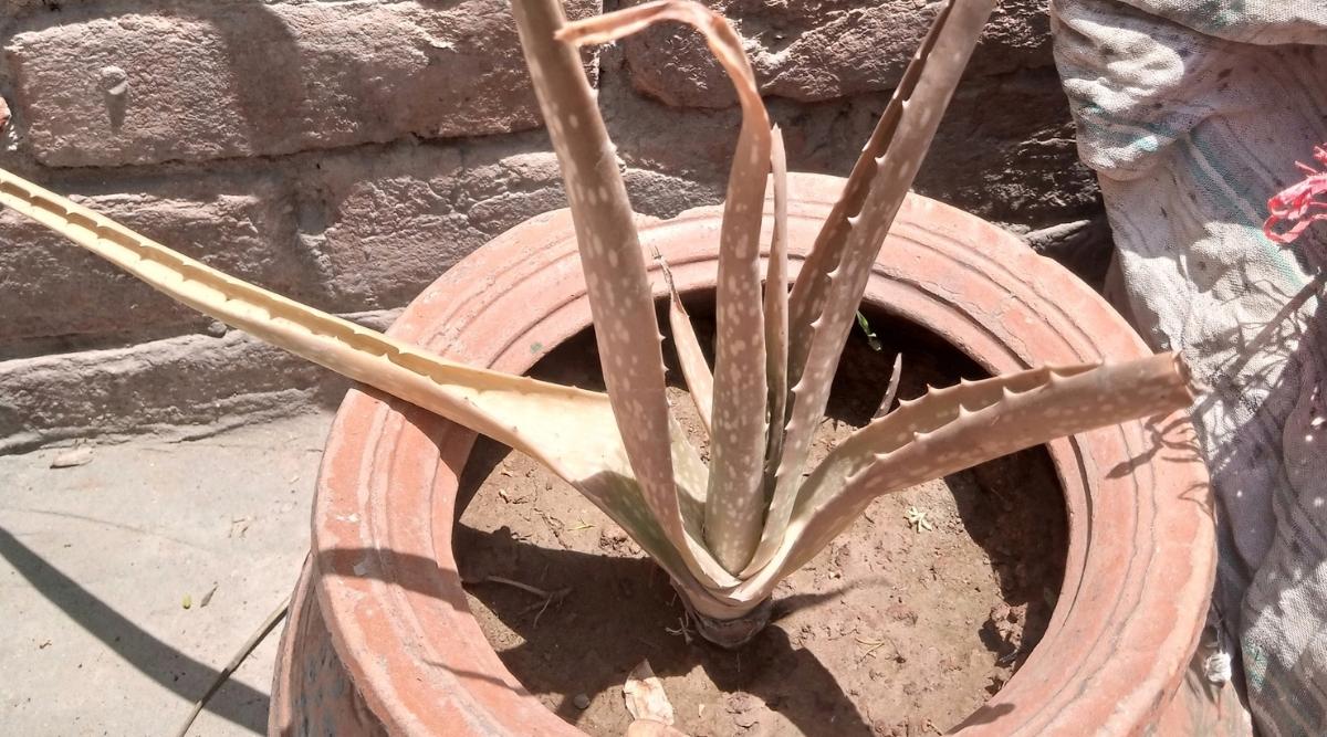 Una planta de aloe vera seca en una maceta de terracota, sentada al aire libre bajo el sol caliente.  La planta parece no estar recibiendo suficiente agua para sobrevivir.