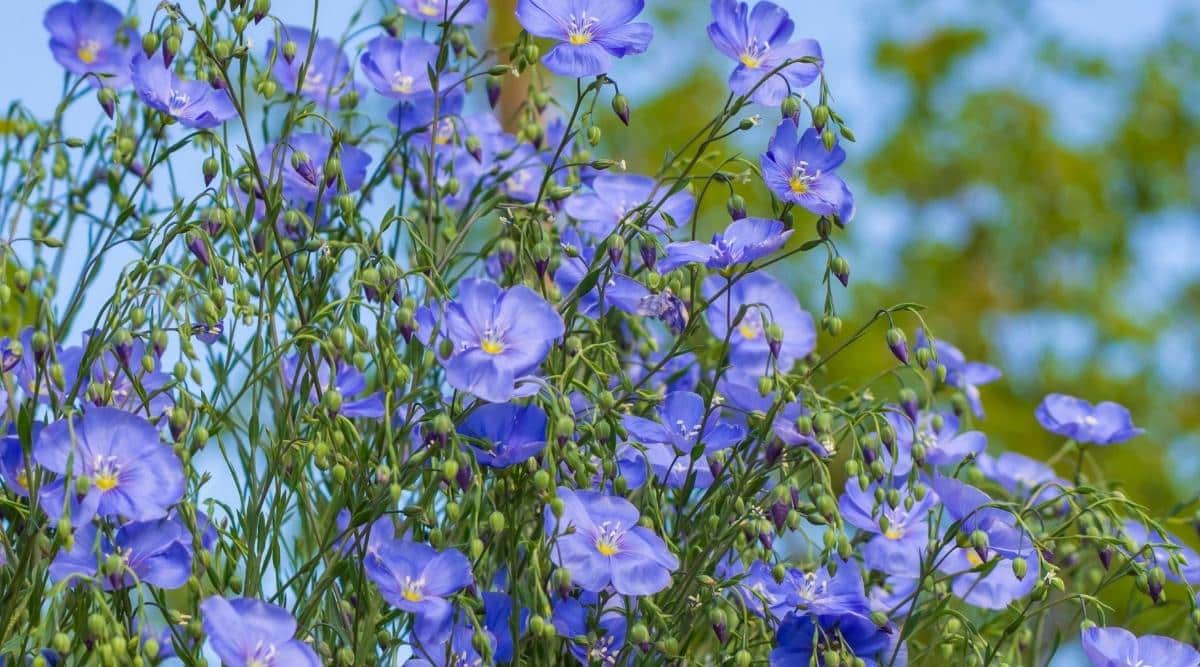 Flores azules brillantes que florecen en un día soleado