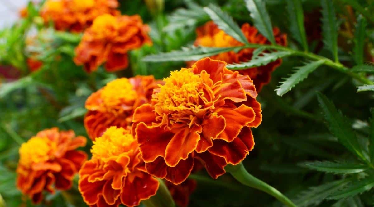 Flores de color naranja intenso y dorado Cerrar
