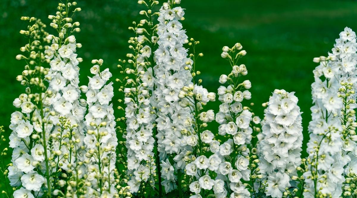 Altas agujas de flores blancas de Galahad Larkspur