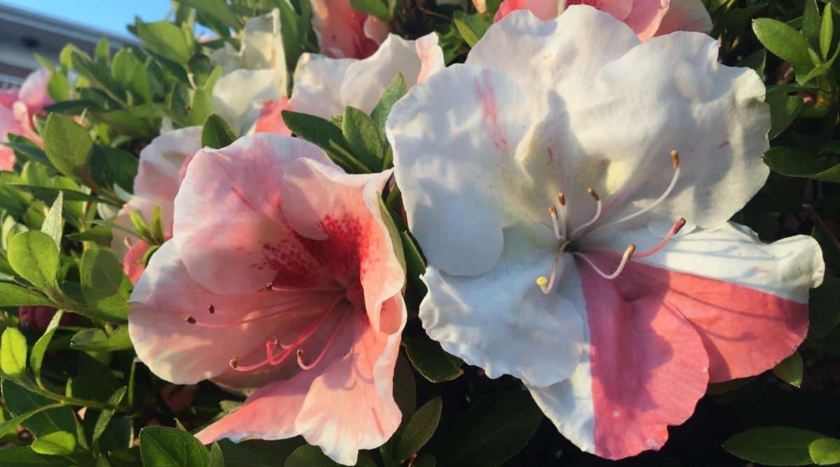 La variedad Getsutoku tiene grandes flores blancas con tonos rosados ​​en las flores.  Esta imagen las muestra creciendo en el jardín, y los patrones de colores rosa y blanco son diferentes de una flor a otra.