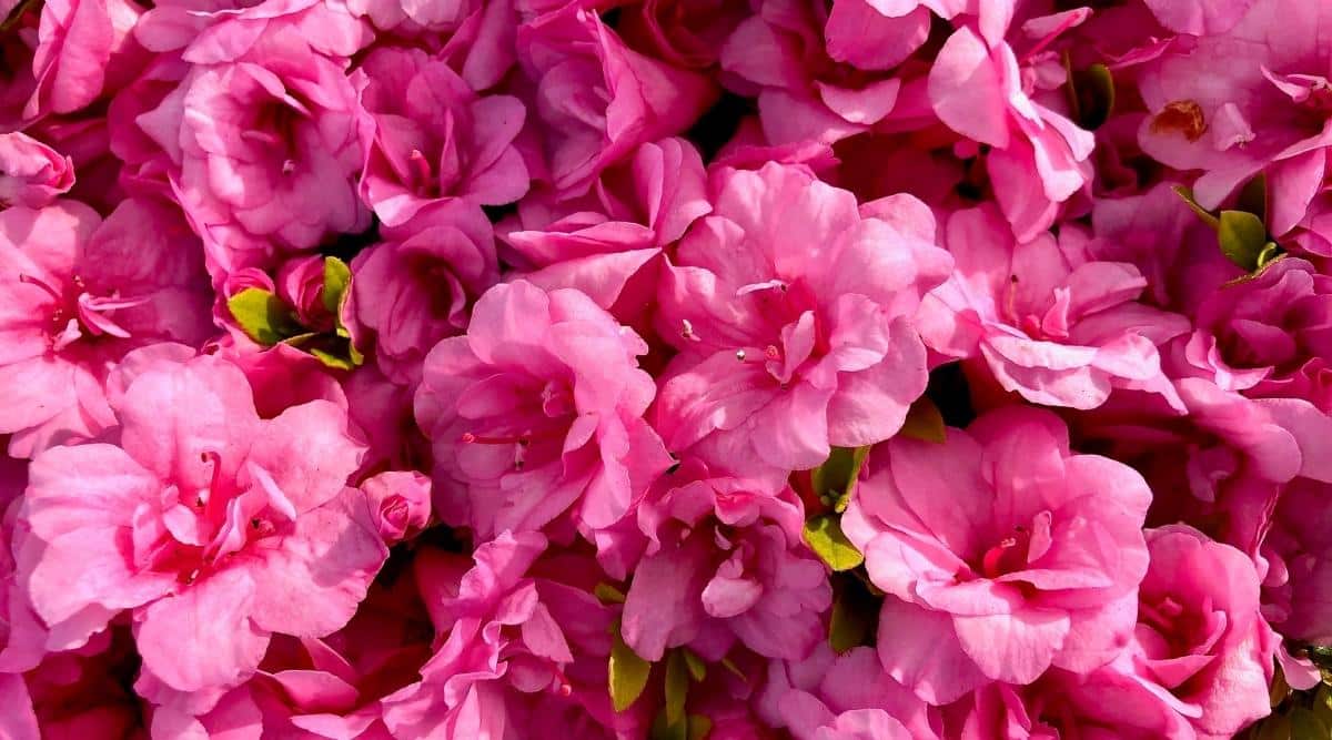 Una imagen de una llamativa variedad de azalea de cerca con flores de color rosa brillante, floreciendo durante la temporada de floración