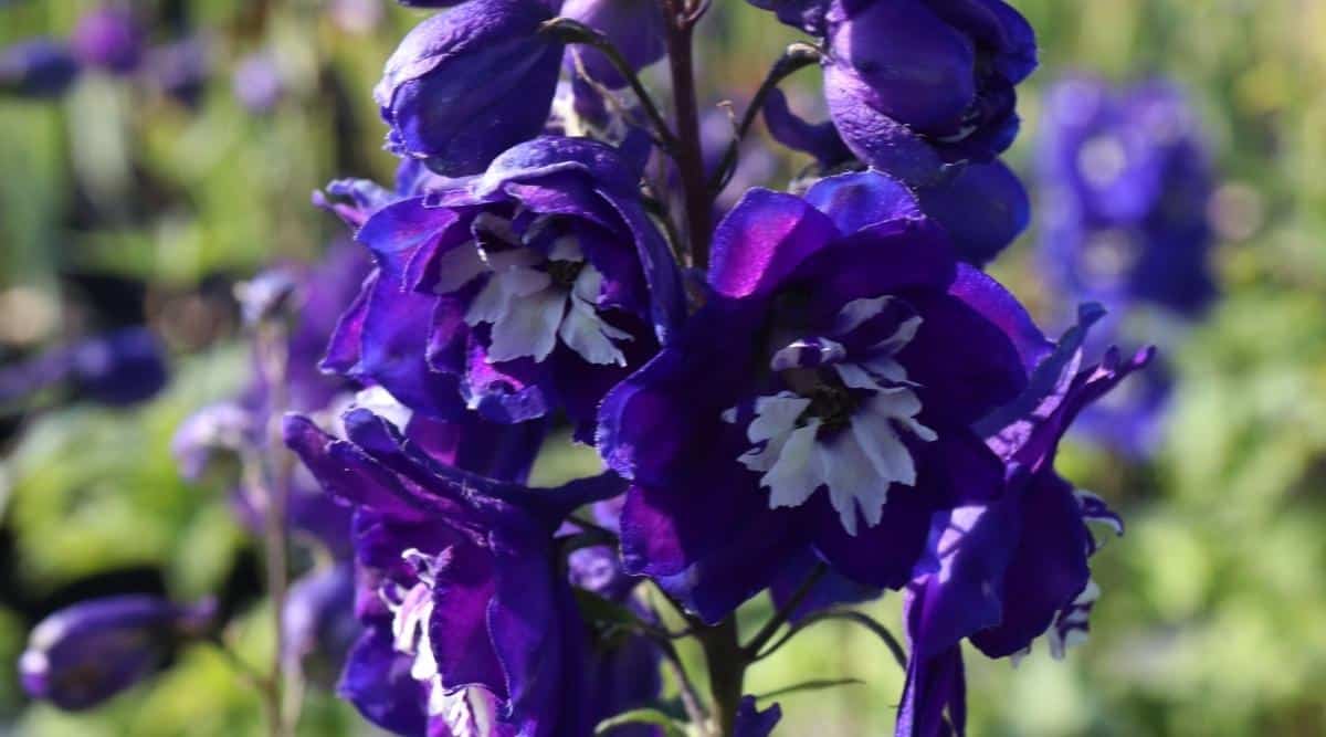 Flores púrpuras reales con centros blancos llamados King Arthur