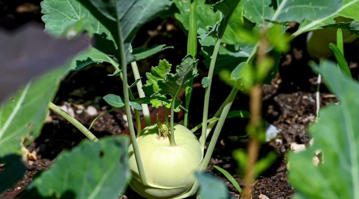 Verdura con sistema radicular gordo que crece en un jardín