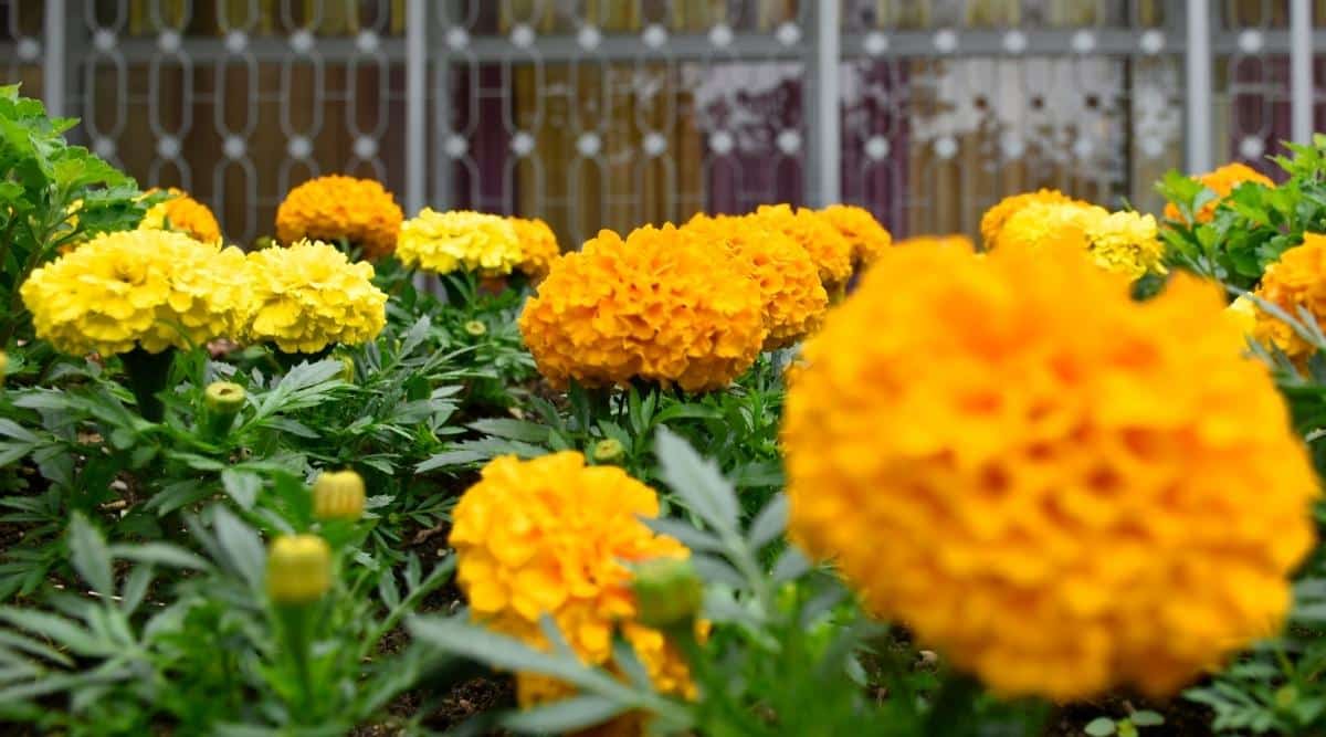 Grandes flores naranjas y amarillas en un jardín.