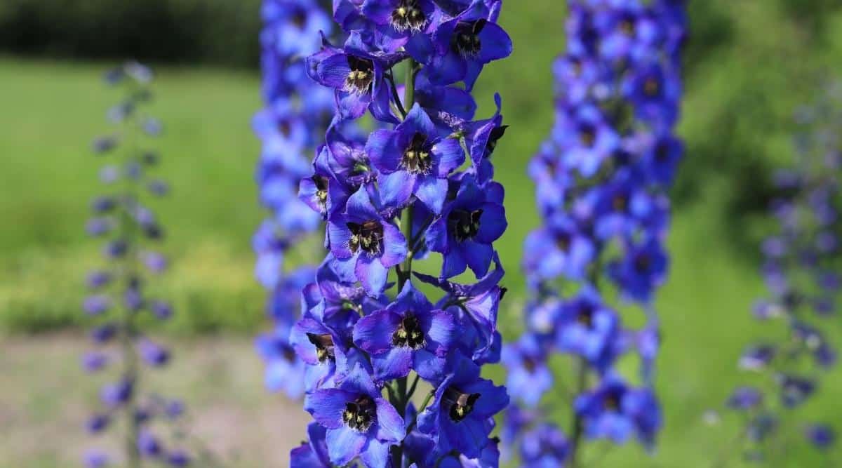 Flores de colores vibrantes del azul del millón de dólares que crecen en una espiga alta