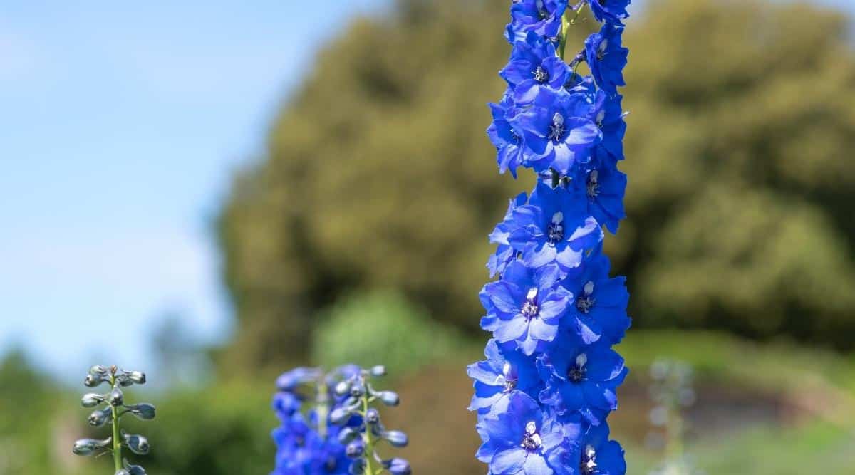 Espiga alta de flores de páramo azul vivo azul