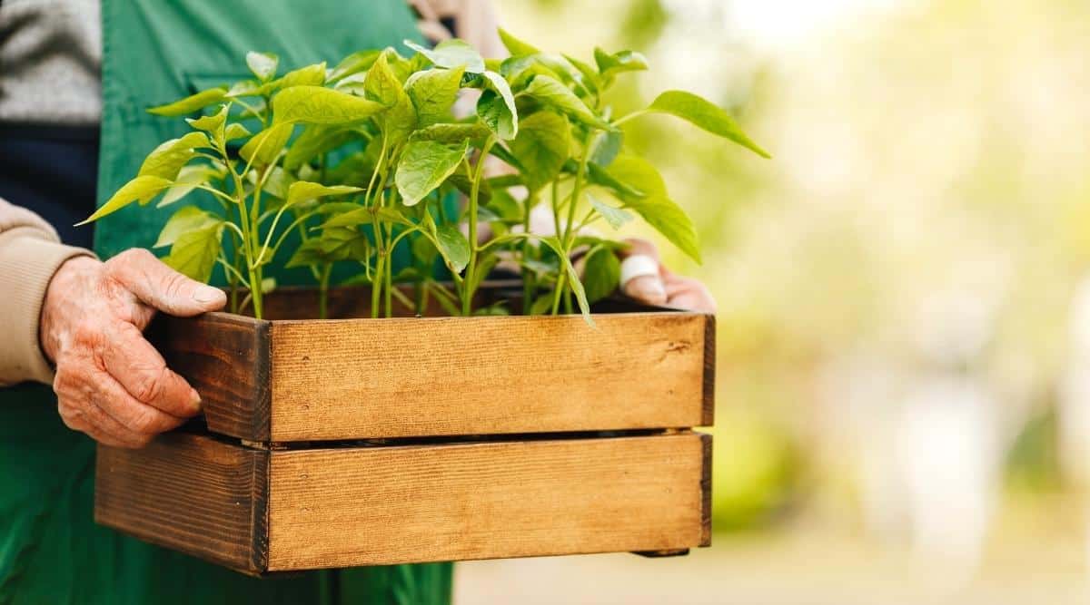 jardinero sosteniendo una caja de madera con plántulas de pimienta