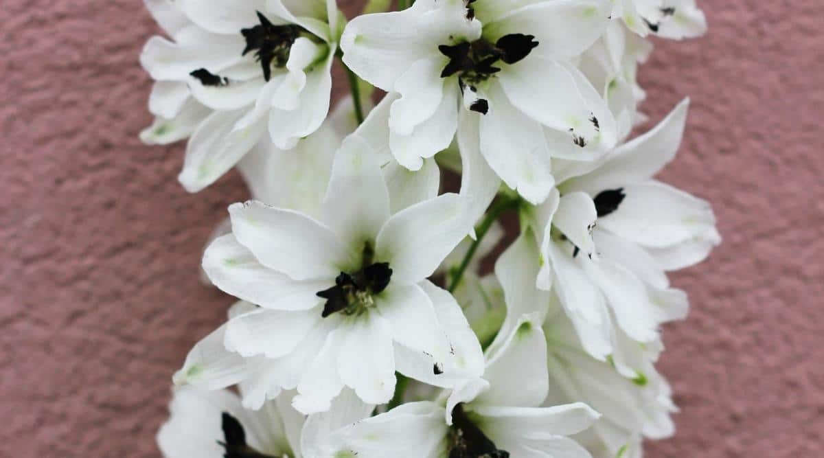 Flores Percival con Pétalos Blancos Prístinos y Abejas Negras