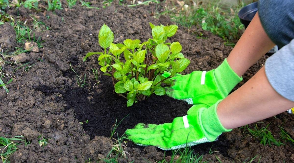 Plantar un arbusto en un agujero recién formado.