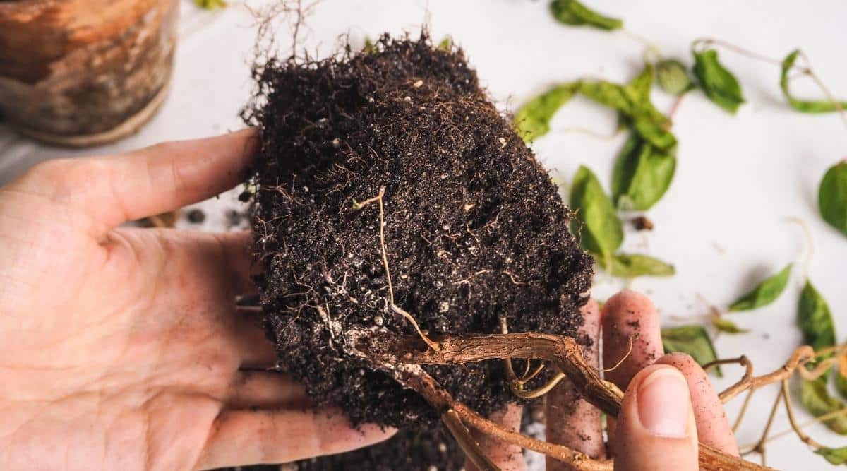 Planta en maceta con pudrición de raíz