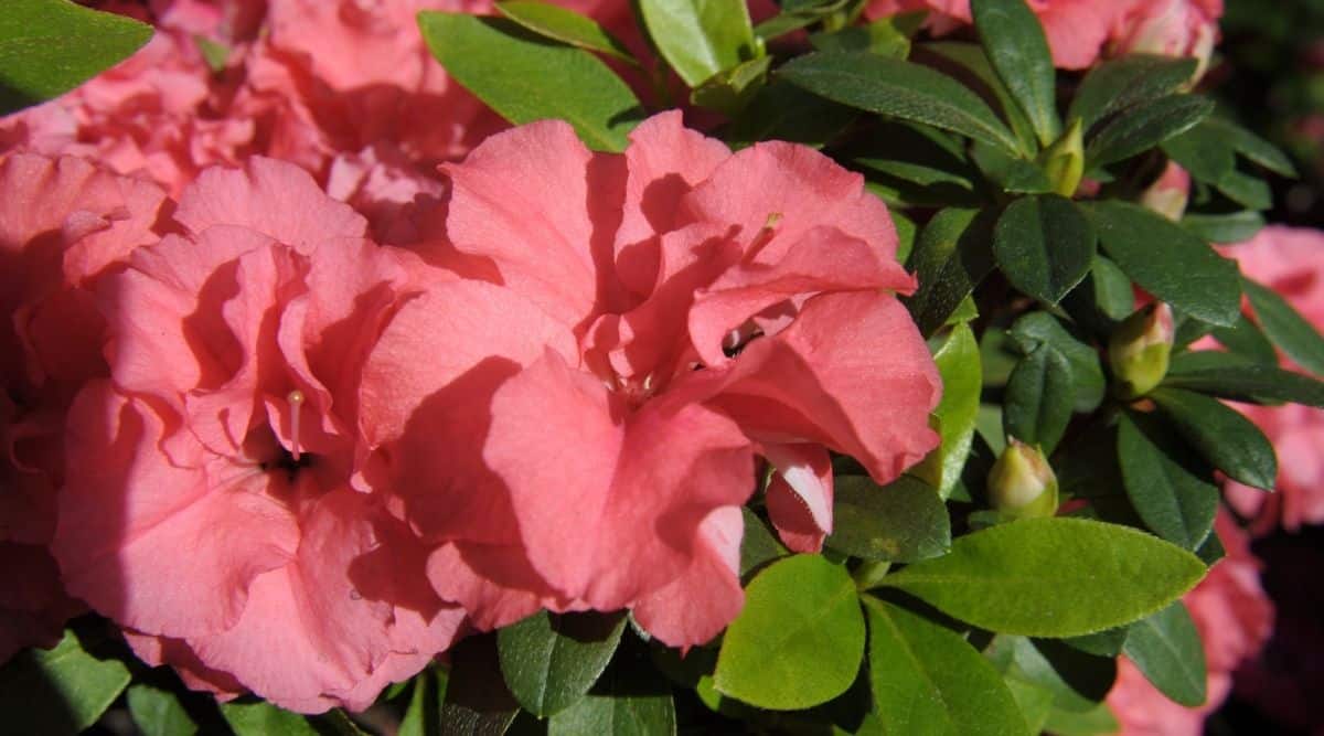 Una imagen de cerca de la azalea 'Pink Ruffles'.  Esta flor es más de un color coral, y esta imagen muestra tres flores diferentes en un arbusto en el jardín.