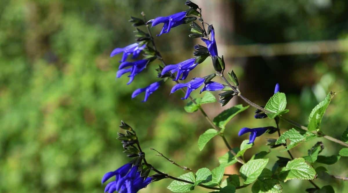 Salvia guaranítica