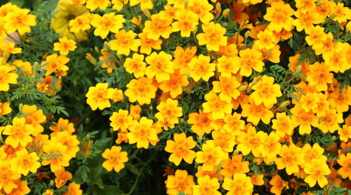 Pequeñas flores amarillas que florecen cerca del suelo