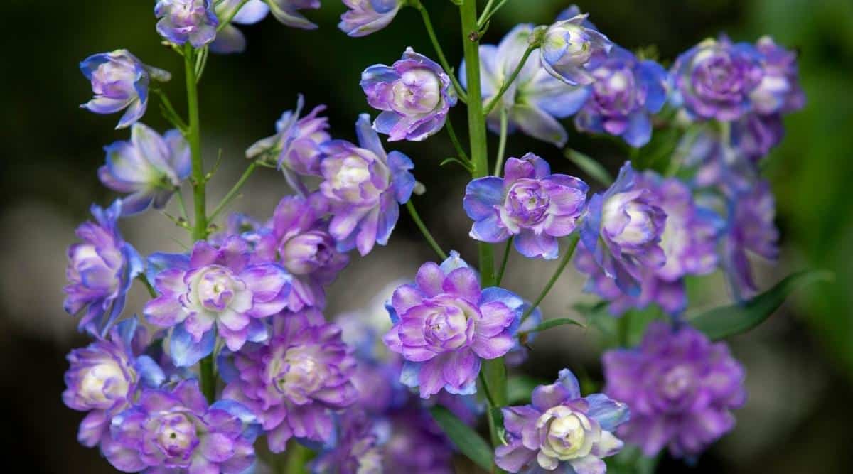 Pequeñas flores azules del Delphinium elatum 'Highlander Blueberry Pie' Cerrar