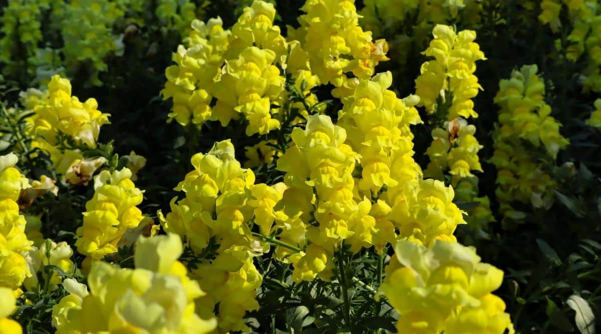 Flores amarillas altas florecen durante la temporada de crecimiento