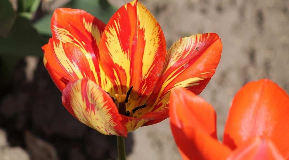 Virus de rotura de tulipanes