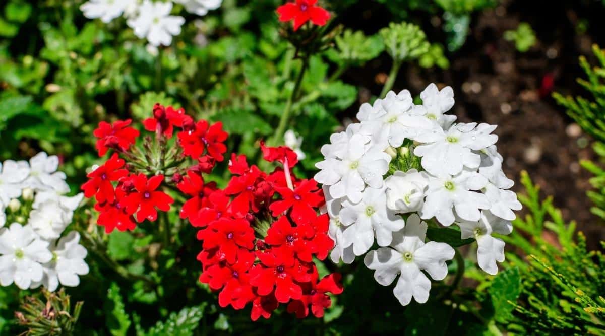 Flores rojas vivas y blancas brillantes florecen en un jardín soleado