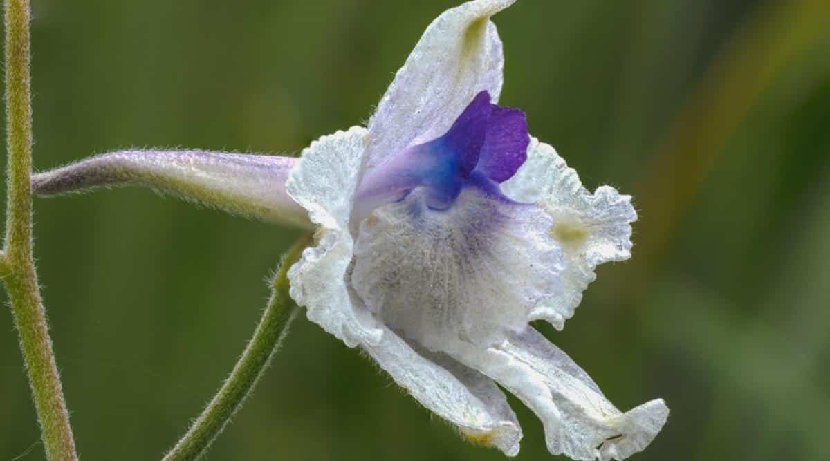 Pétalos blancos y morados de la flor Delphinium pavonaceum de cerca