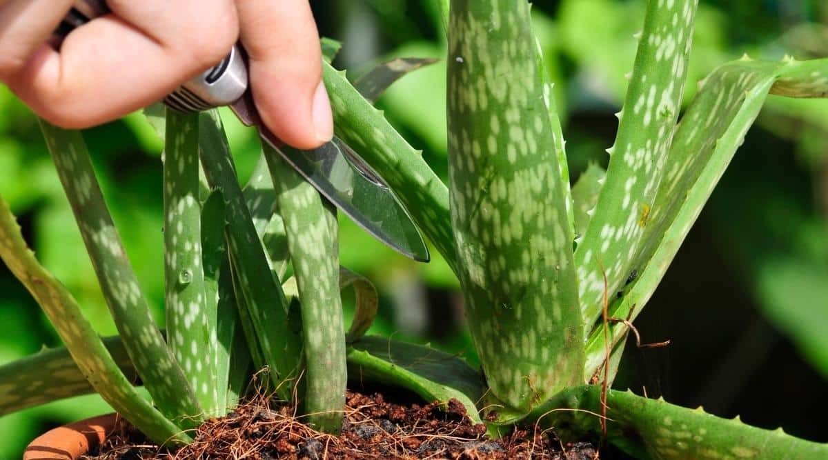 Una imagen de una persona cortando una pequeña hoja de una planta de Aloe vera.  Están usando una navaja afilada.  Es un primer plano de la planta, y se pueden ver los patrones de hojas abigarradas en la planta misma.