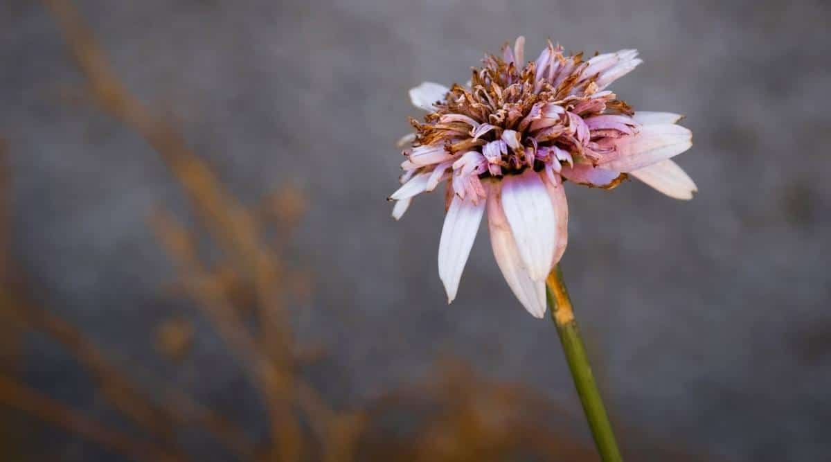flor de aster descolorida