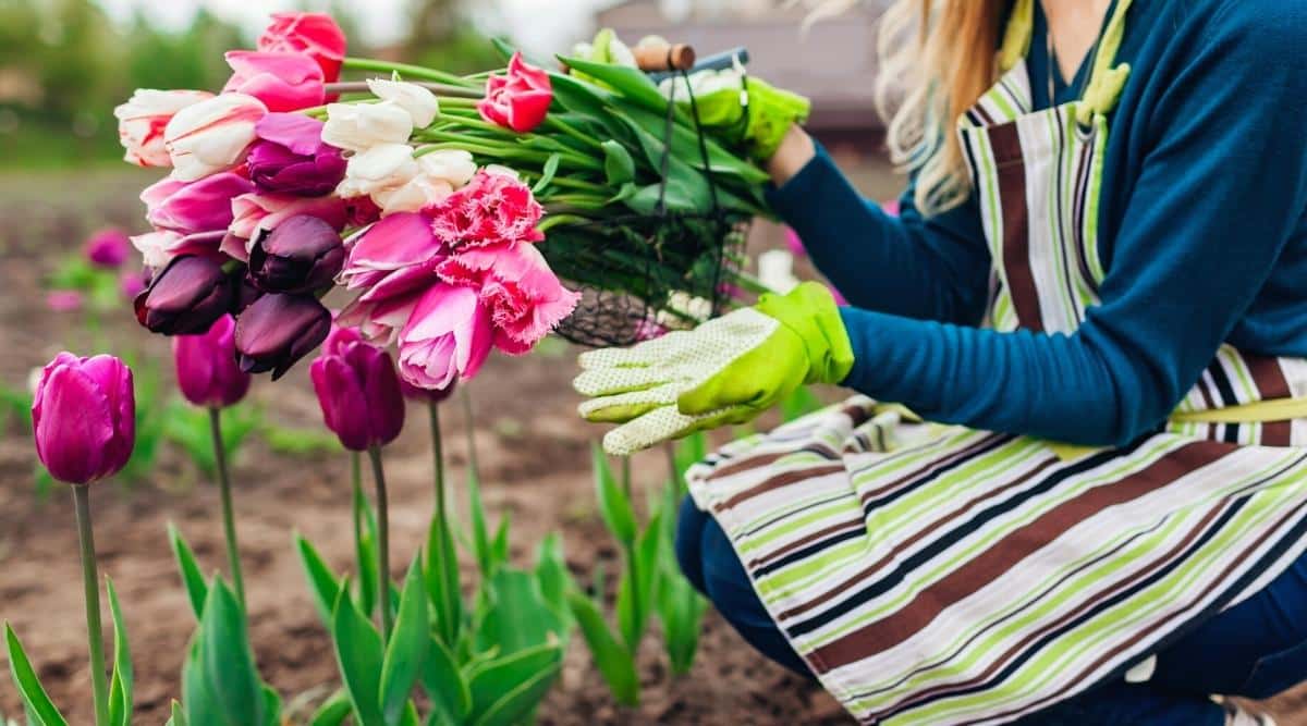 jardinero cosechando tulipanes