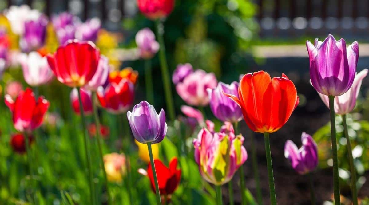 tulipanes que florecen al sol 