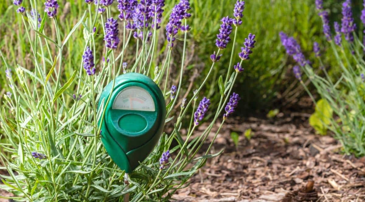 Una imagen de un medidor de acidez del suelo que mide el pH del suelo en el jardín.  El medidor de suelo está hecho de un material plástico verde, y detrás de él se puede ver un arbusto verde floreciendo.  Hay flores moradas que son de un color violeta oscuro, y la planta está floreciendo en plena primavera.
