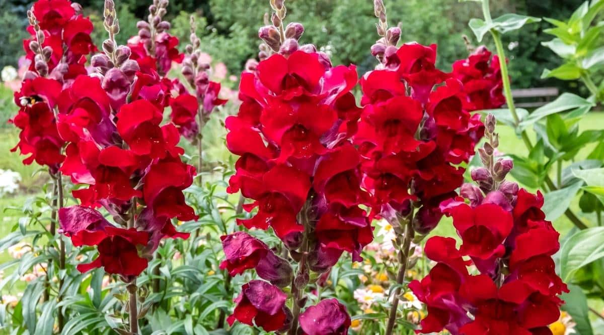 Primer plano de flores de boca de dragón florecientes de color rojo brillante en un jardín soleado.  Las flores son fragantes, bastante grandes, irregulares, de dos labios, recogidas en inflorescencias en forma de espiga, de color rojo brillante.Las flores de boca de dragón rojas en flor están sobre un fondo ligeramente borroso.