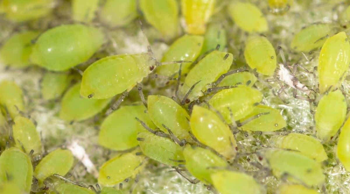 Un grupo de jóvenes pulgones verdes se alimentan de una planta.  La imagen es un primer plano y los insectos son de color verde neón.  Hay unos treinta pulgones en la imagen.