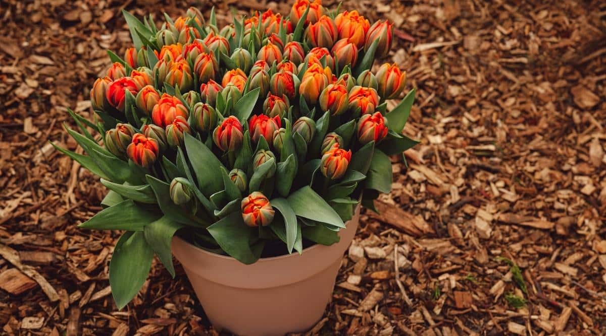 Hermosas flores de tulipán en una maceta en el suelo.  Los tulipanes son de color rojo brillante, pero los capullos están medio abiertos y apenas comienzan a florecer.  Los tulipanes se plantan muy densamente en una maceta de terracota que se encuentra en el suelo cubierta de mantillo.