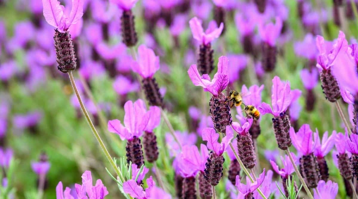 Dos abejas polinizan flores de lavanda francesa púrpura que crecen en un jardín de primavera.  Las abejas son de color negro con rayas y manchas de color marrón rojizo en todo el cuerpo peludo.  Las flores son de color rosa púrpura, esponjosas, con una bráctea sobre las flores que parece "orejas de conejo".  las hojas son "dentado", lobulada a lo largo de todo el borde de la hoja.  El fondo es borroso.