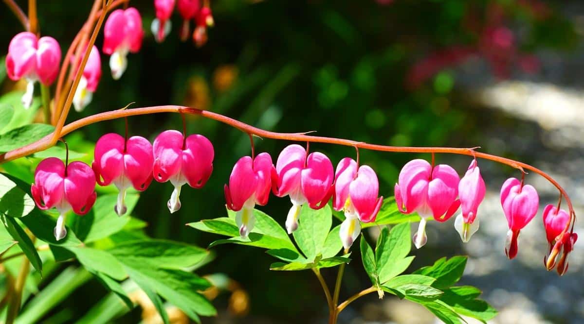 Los corazones sangrantes florecen a pleno sol en un jardín de verano.  Flores únicas de color rosa brillante en forma de corazón con una lágrima debajo, hay un par de espuelas en la corola de las flores.  Cuelgan a lo largo de tallos curvos rodeados de hojas verdes pinnadamente diseccionadas.  El fondo es borroso.