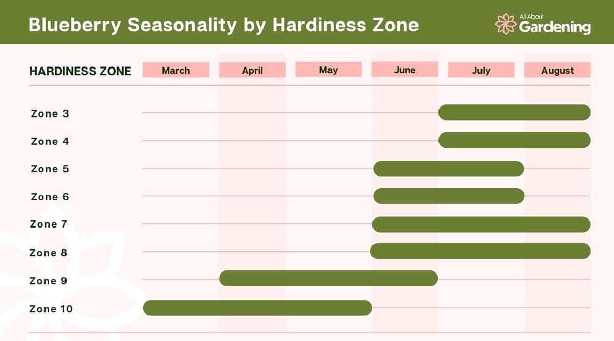 Blueberry Seasonality por Hardiness Zone Table.  La tabla muestra los meses en que los arándanos producen frutos y en qué zonas producen frutos según el mes en que se cultivan y la ubicación.