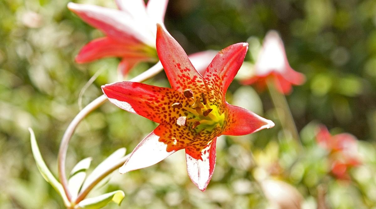 Pétalos rojos moteados con centros amarillos y manchas rojas oscuras en la flor Lilium bolanderi de cerca en un jardín soleado