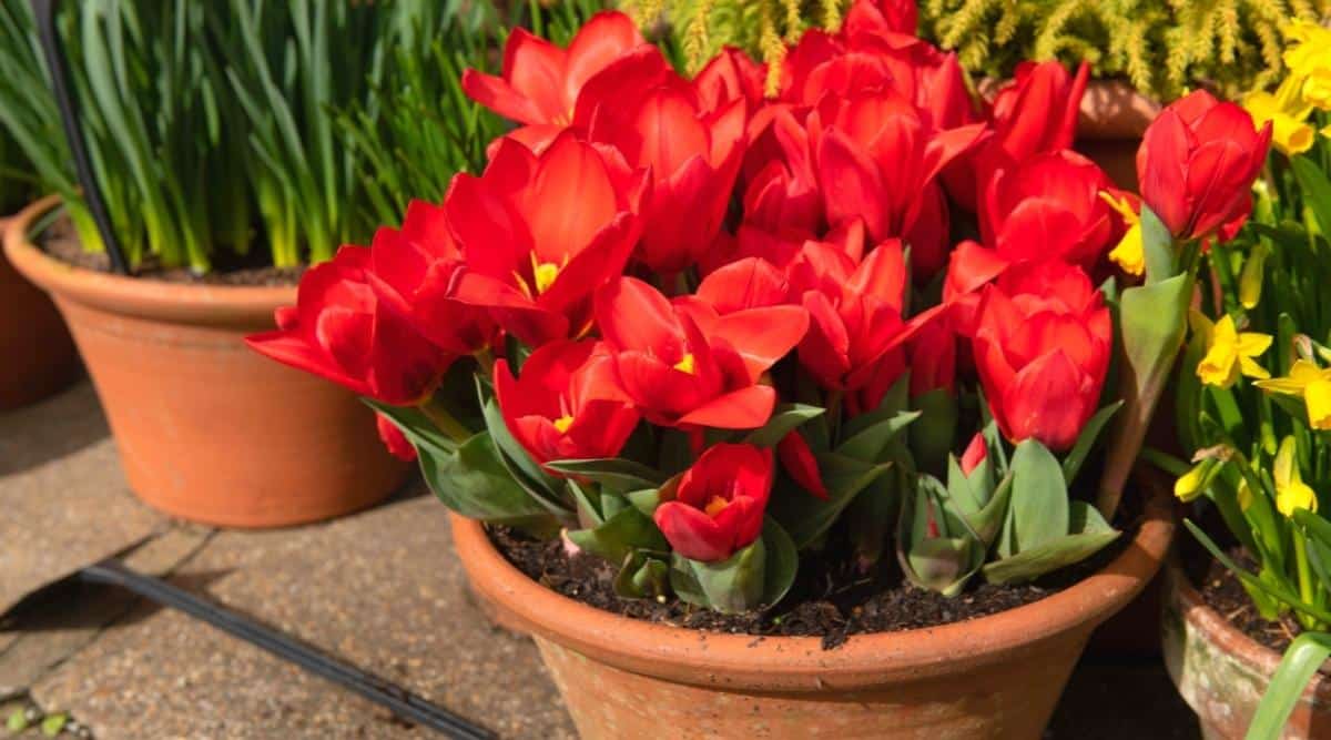 Primer plano de tulipanes rojos brillantes en macetas que florecen en una maceta de terracota en una terraza en un jardín de primavera.  Los tulipanes son de color rojo brillante con un centro amarillo.  Algunos de los tulipanes aún no se han abierto.  Contra un fondo ligeramente borroso hay macetas de narcisos y tulipanes amarillos en flor.