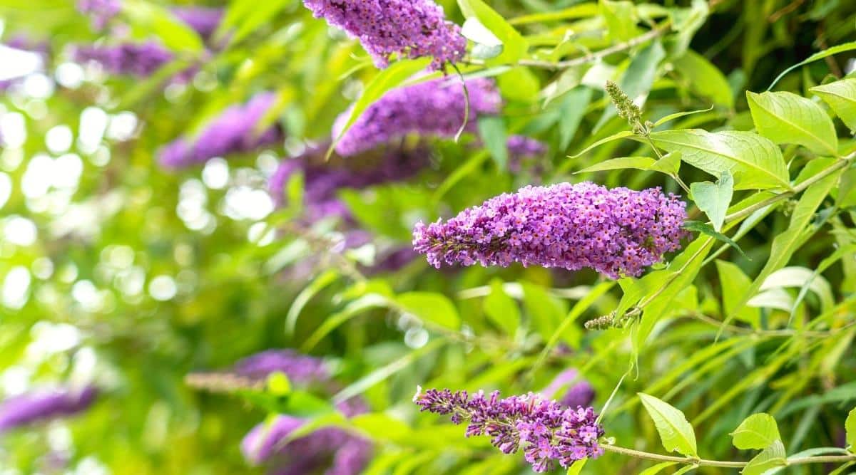 Pequeñas flores de color púrpura que crecen en un racimo en forma de cono, llamado panícula, en la punta de un largo tallo de un exuberante arbusto verde.  Puedes ver varios otros racimos de flores en el fondo borroso