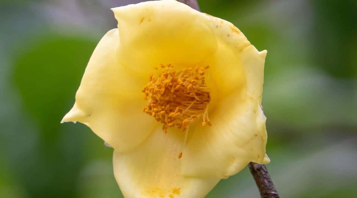 Primer plano de una flor de camelia Chrysantha de color amarillo brillante.  Flor dorada de un solo pétalo con estambres dorados en el centro.  Fondo verde borroso.